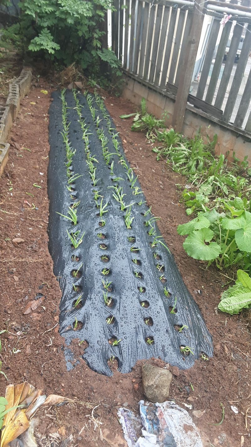 옥수수1071님의 장터 구매 후기 썸네일