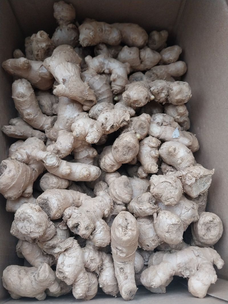 백호맘님의 장터 구매 후기 썸네일