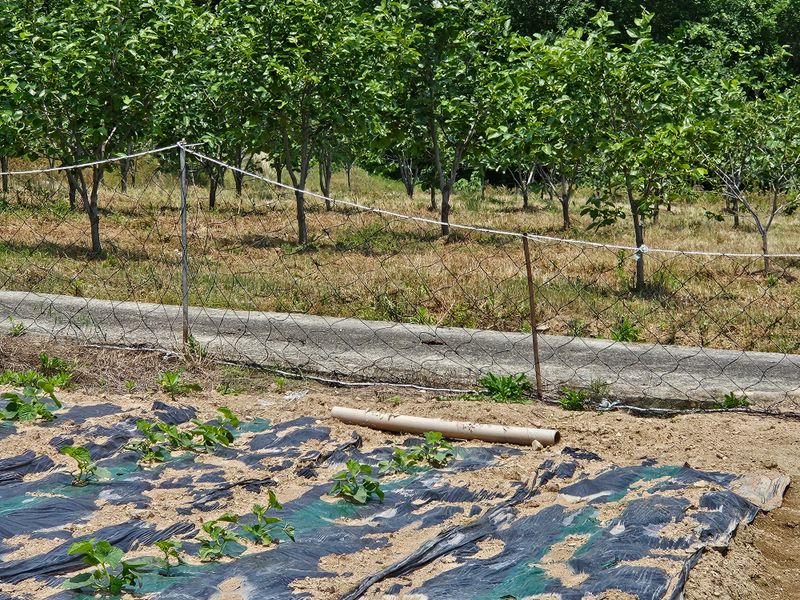백호순(후추)님의 장터 구매 후기 썸네일