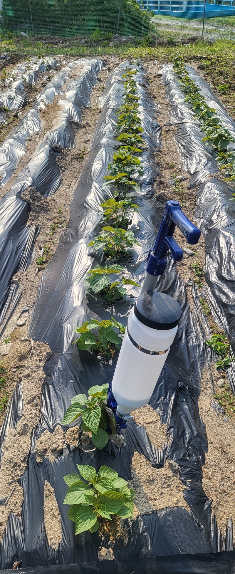 용문버섯맛집고향지기님의 장터 구매 후기 썸네일