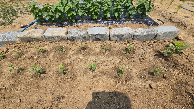 작은꽃밭님의 장터 구매 후기 썸네일