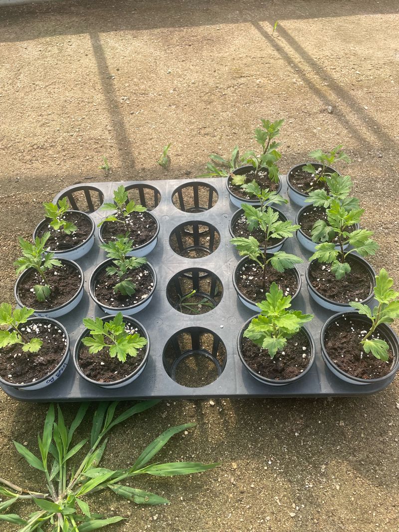 박대용님의 장터 구매 후기 썸네일