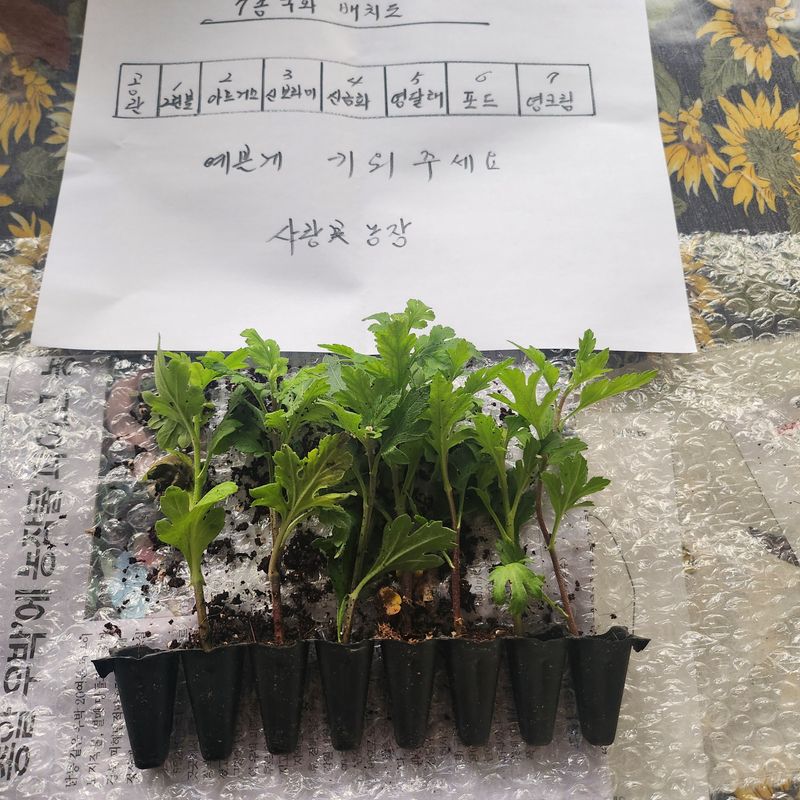 추녹이님의 장터 구매 후기 썸네일