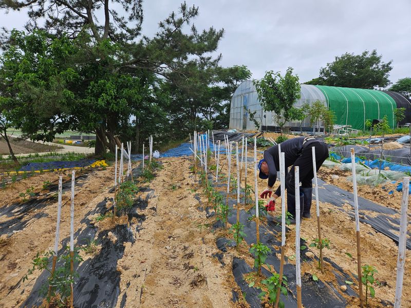 보리수치유농장님의 장터 구매 후기 썸네일