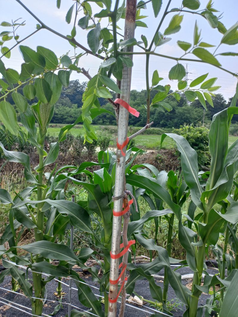 감곡면통석리259님의 장터 구매 후기 썸네일