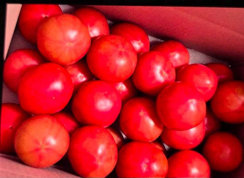 정원임님의 장터 구매 후기 썸네일