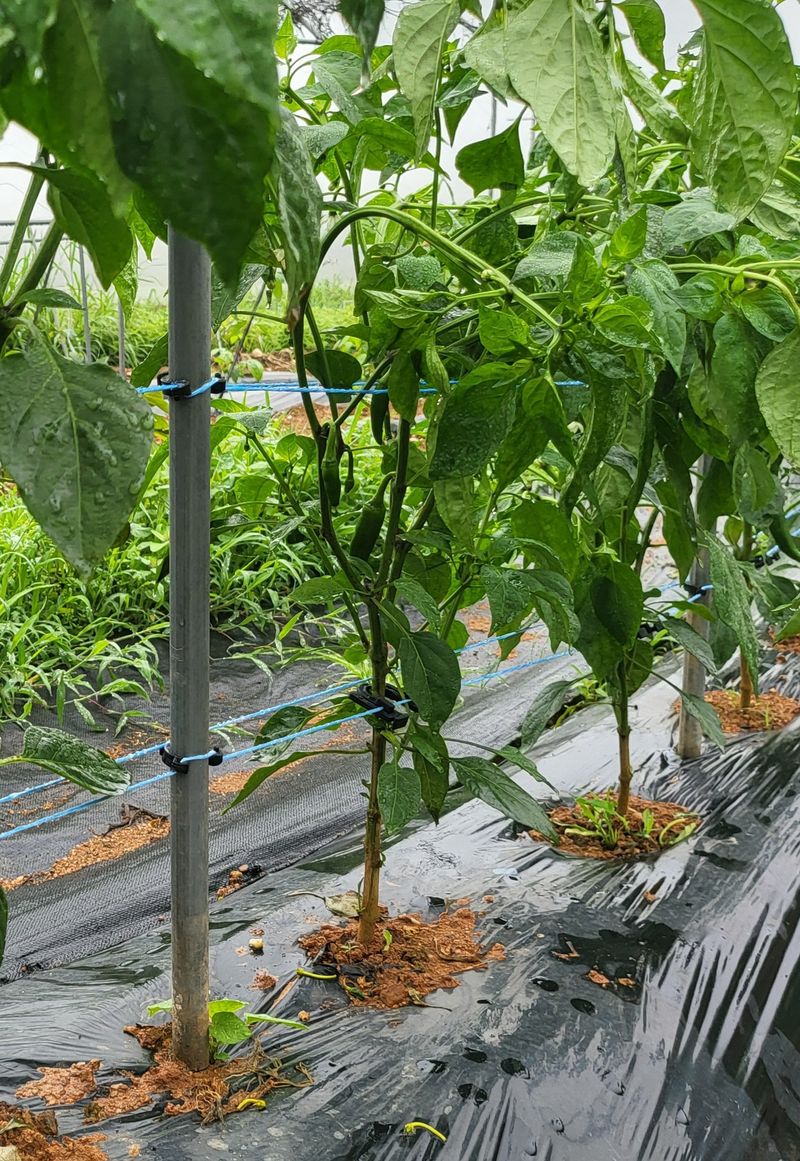 네튜럴님의 장터 구매 후기 썸네일