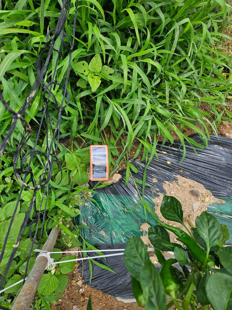 백호순(후추)님의 장터 구매 후기 썸네일