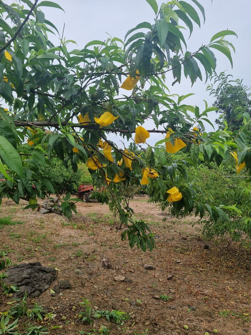 부금리(금강농원)님의 장터 구매 후기 썸네일