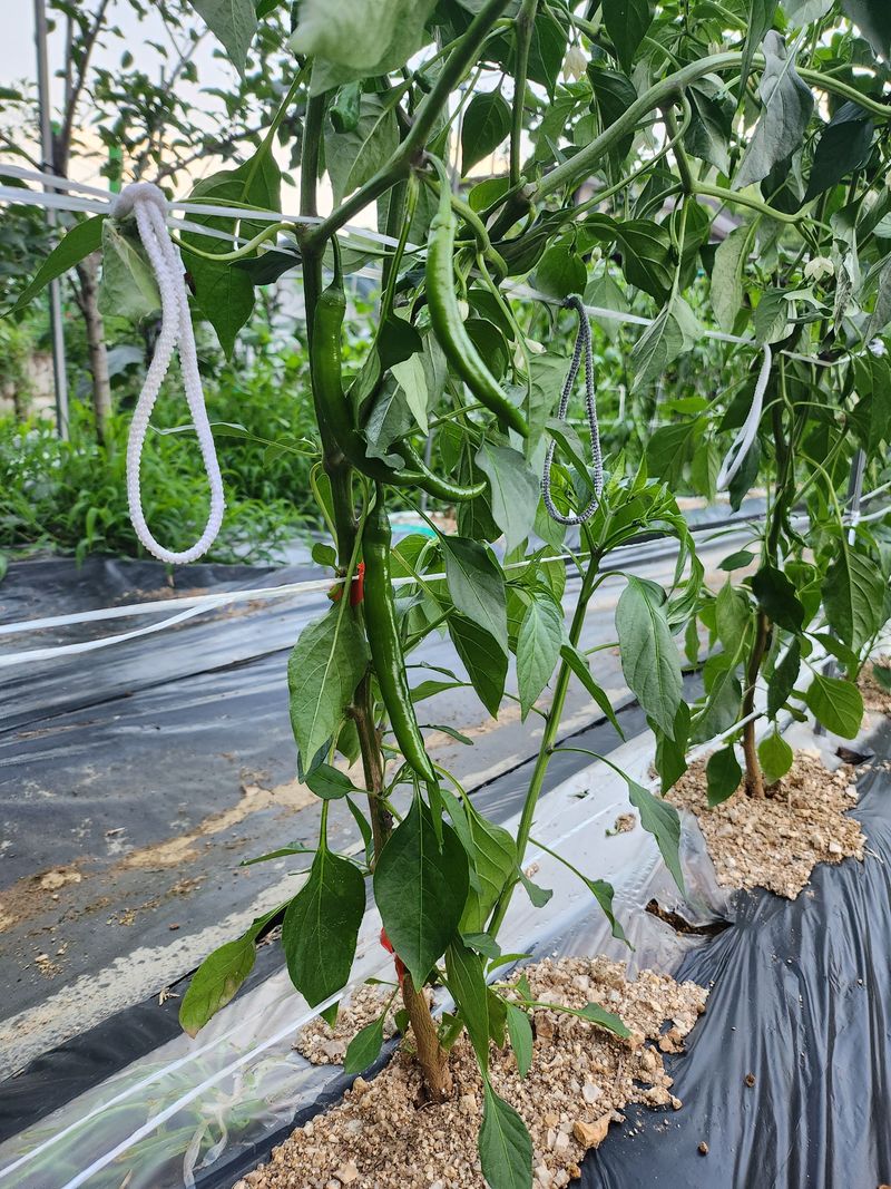 포청천님의 장터 구매 후기 썸네일