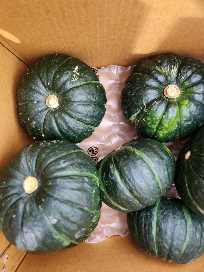 최솔님의 장터 구매 후기 썸네일