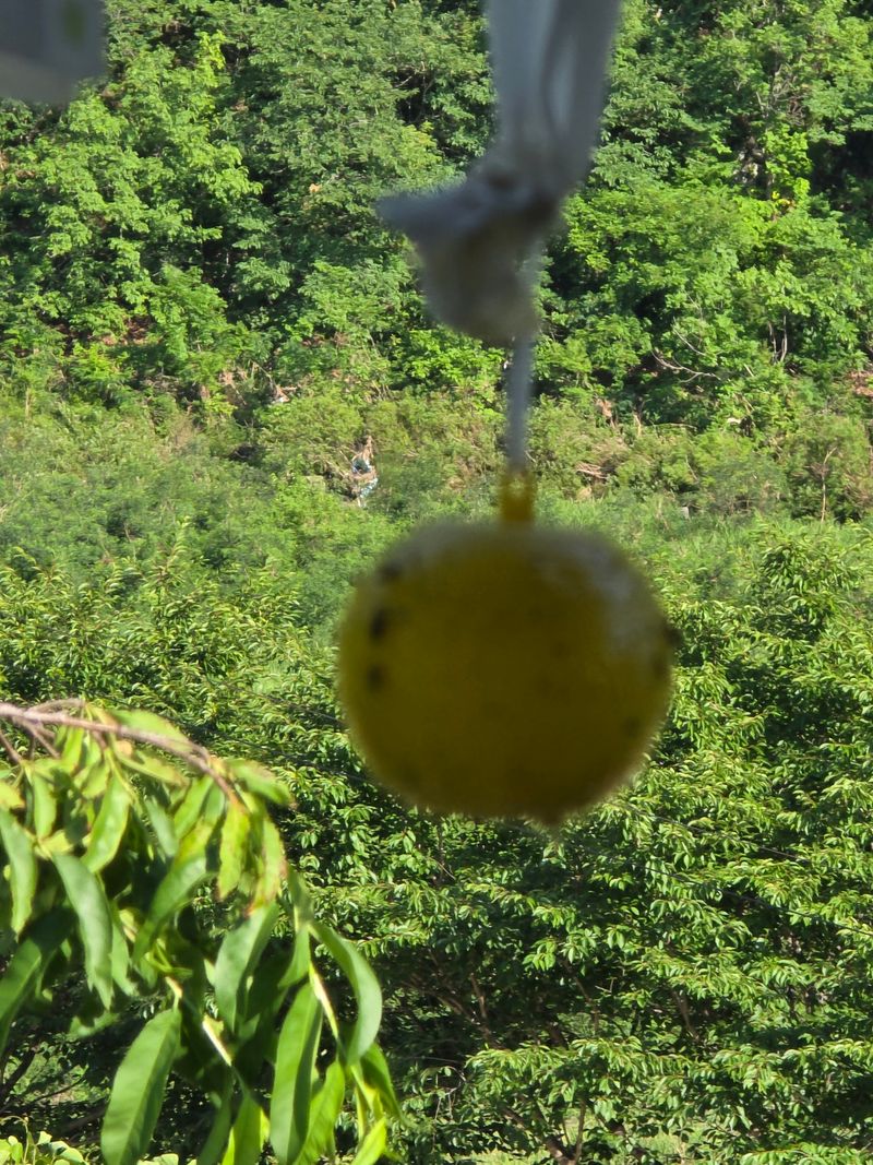 초보농사꾼정애님의 장터 구매 후기 썸네일