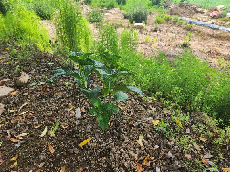 나용제님의 장터 구매 후기 썸네일