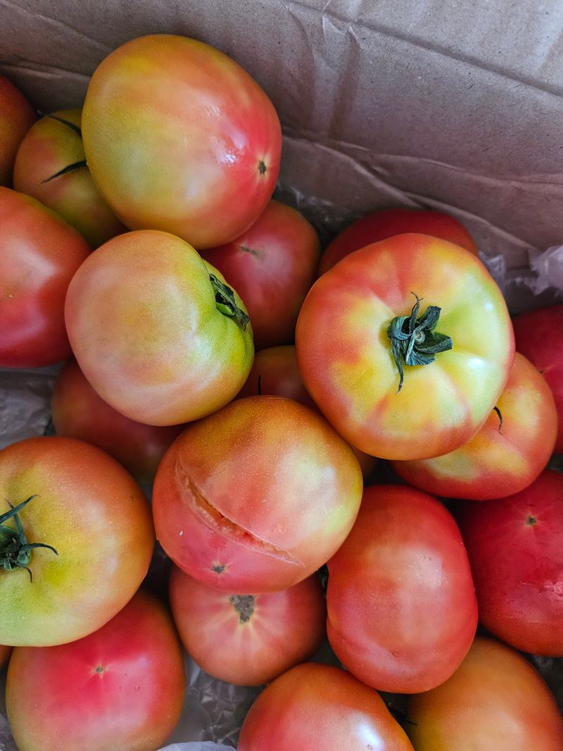 이순금님의 장터 구매 후기 썸네일