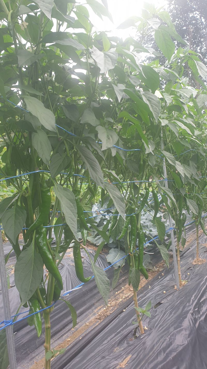 이경옥님의 장터 구매 후기 썸네일