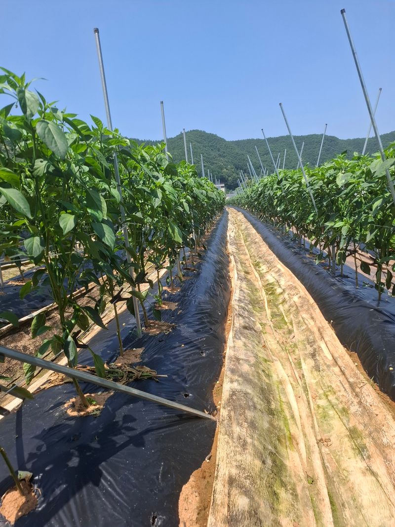 황광기님의 장터 구매 후기 썸네일