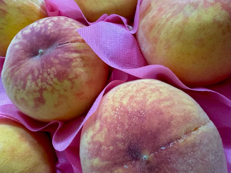 송승기님의 장터 구매 후기 썸네일