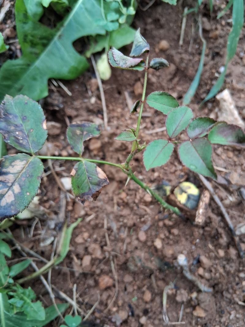 이영미님의 장터 구매 후기 썸네일