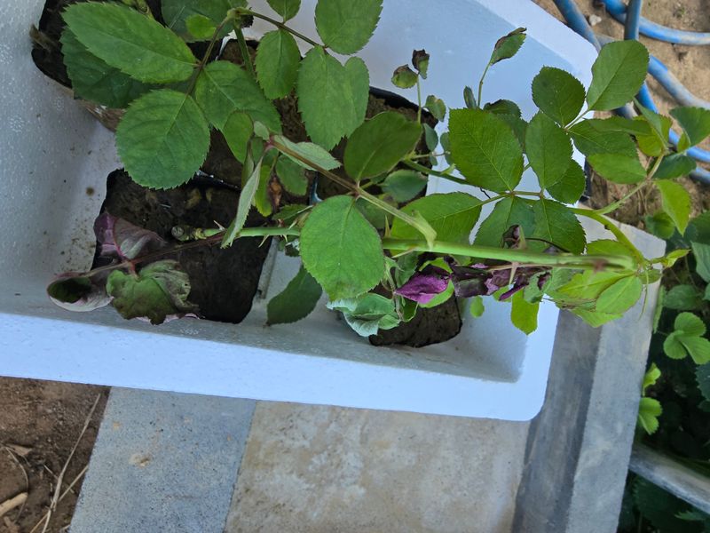 작은꽃밭님의 장터 구매 후기 썸네일