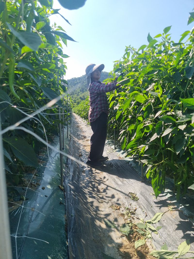 자두17007님의 장터 구매 후기 썸네일