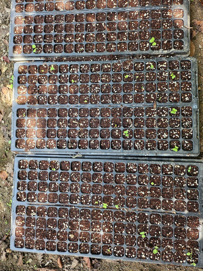 찔레골 양봉 농원님의 장터 구매 후기 썸네일