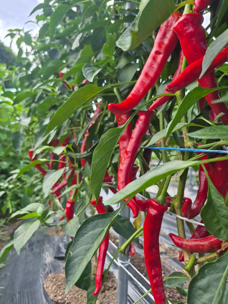 선암농군님의 장터 구매 후기 썸네일