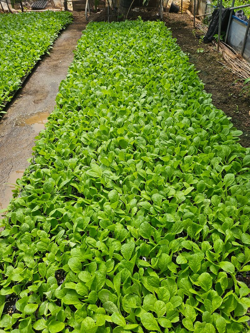 유영진님의 장터 구매 후기 썸네일