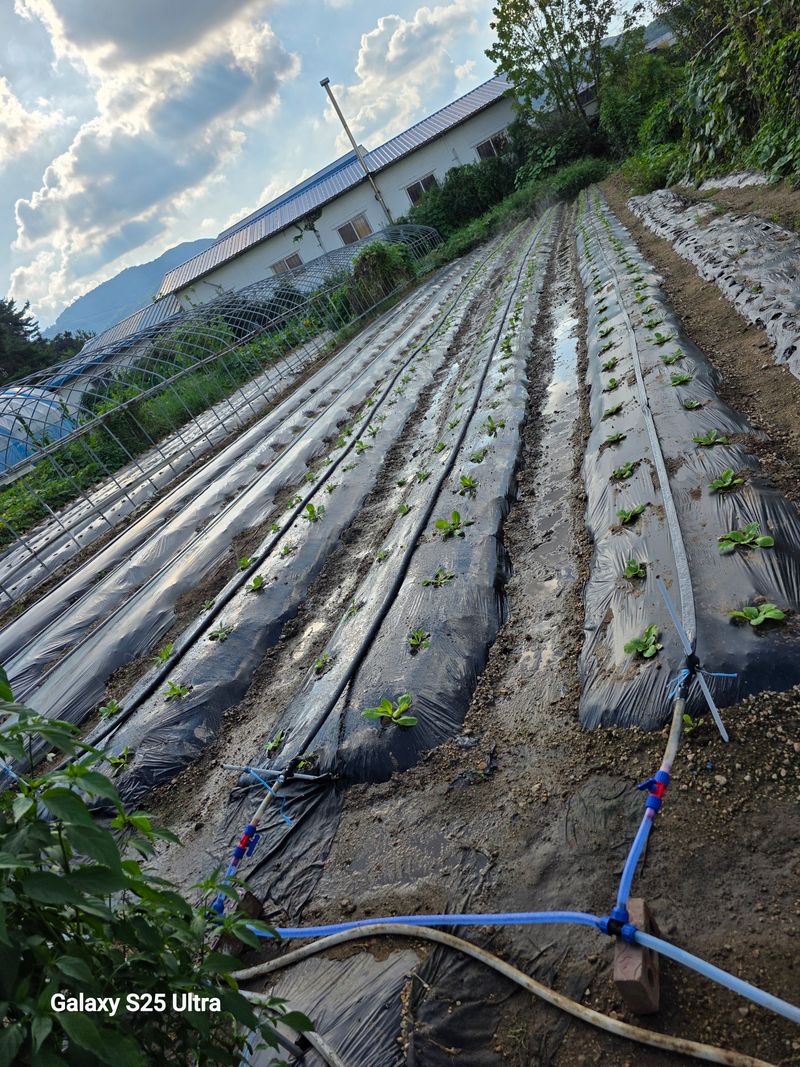 귤13921님의 장터 구매 후기 썸네일