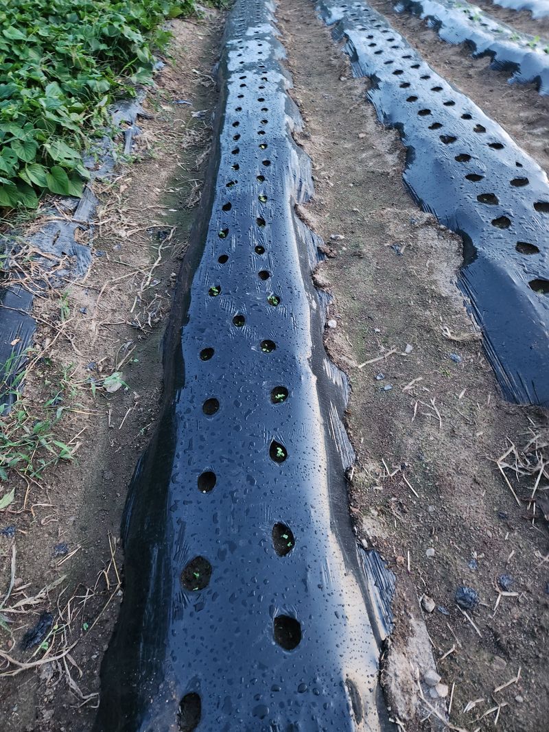 방갑철님의 장터 구매 후기 썸네일