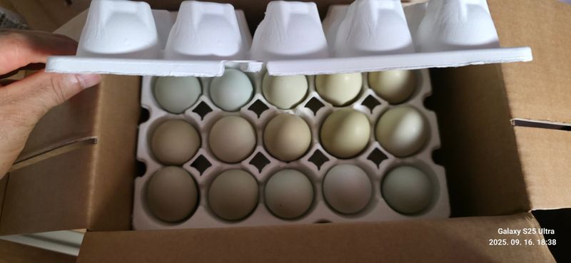 달맛햇복숭아농원님의 장터 구매 후기 썸네일