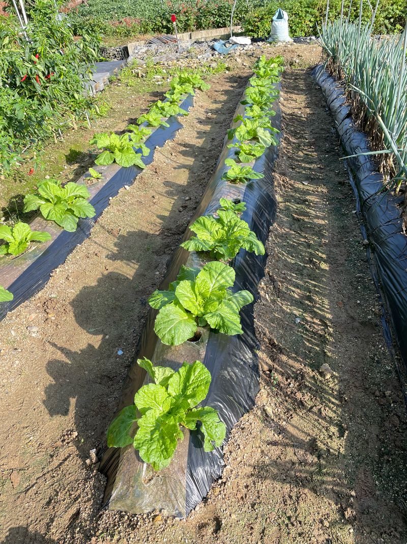 원영님의 장터 구매 후기 썸네일