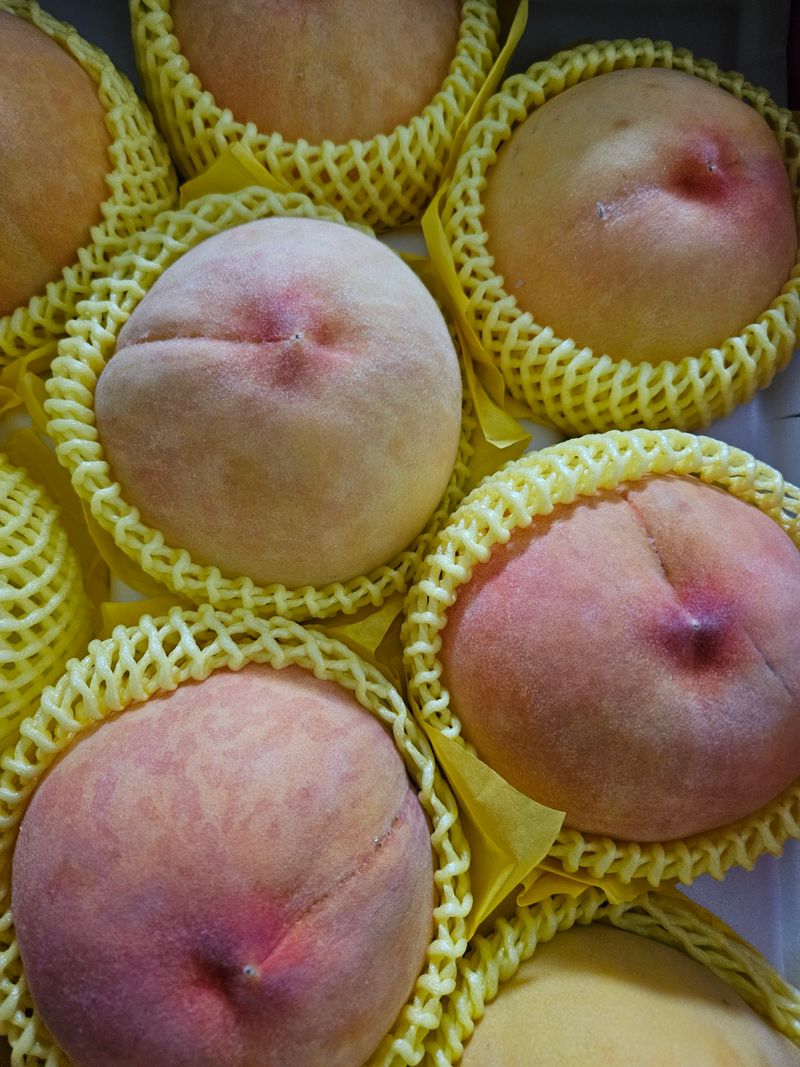 오가피15375님의 장터 구매 후기 썸네일