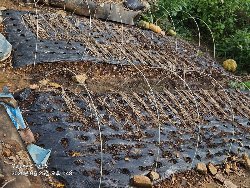 왜목 김진규님의 장터 구매 후기 썸네일