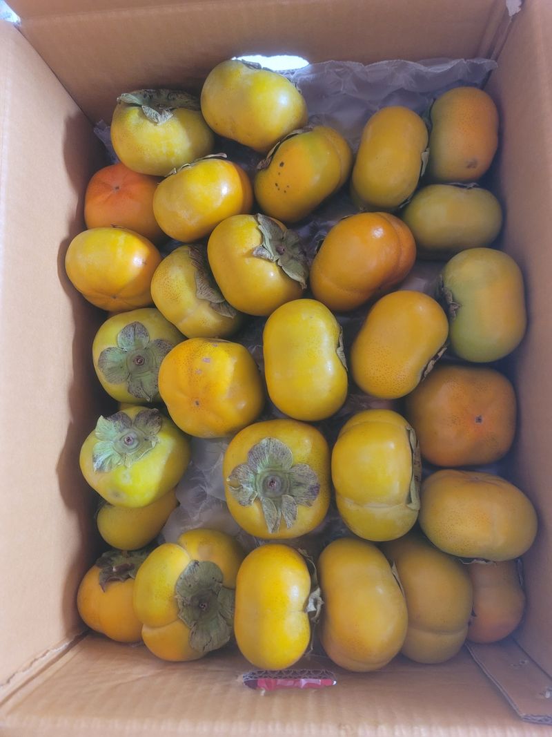 오순님의 장터 구매 후기 썸네일