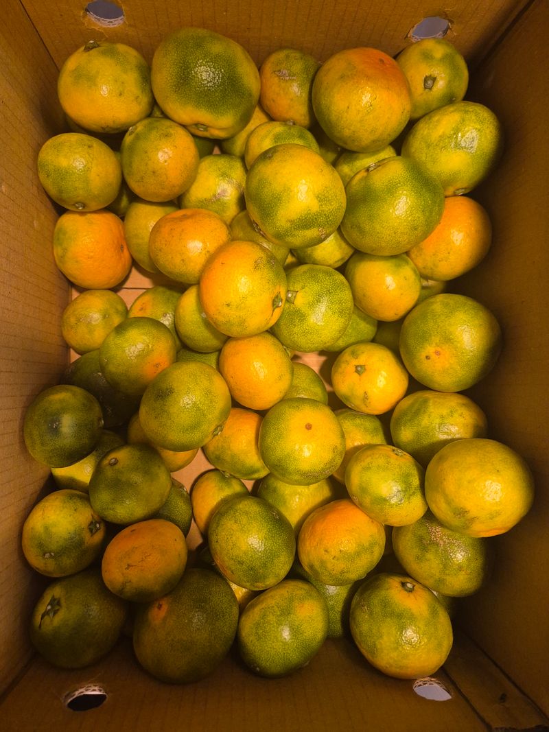 충남금산-김정섭님의 장터 구매 후기 썸네일