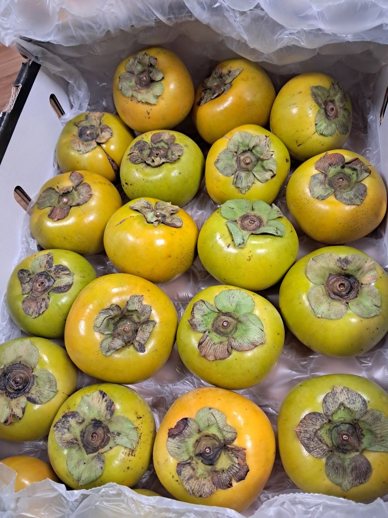 기녀이님의 장터 구매 후기 썸네일