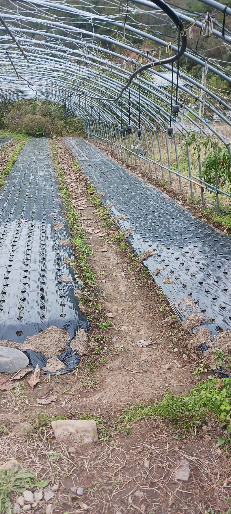 용평촌부님의 장터 구매 후기 썸네일