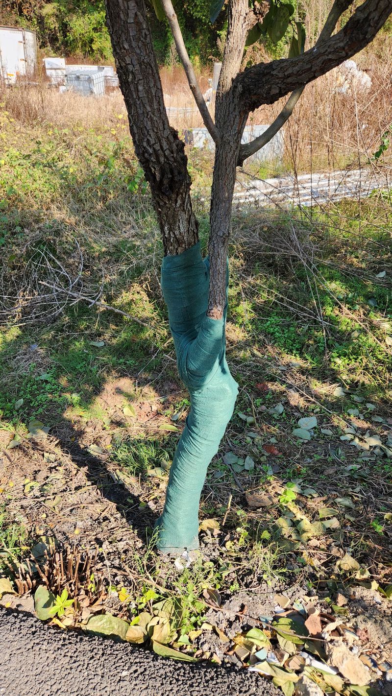 pyun2620님의 장터 구매 후기 썸네일