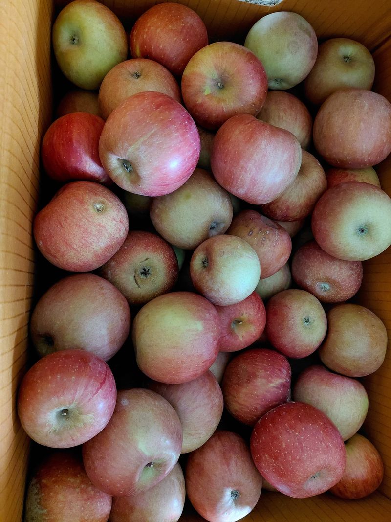 이박농장님의 장터 구매 후기 썸네일