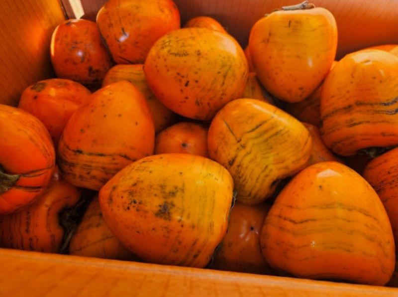 대추18487님의 장터 구매 후기 썸네일