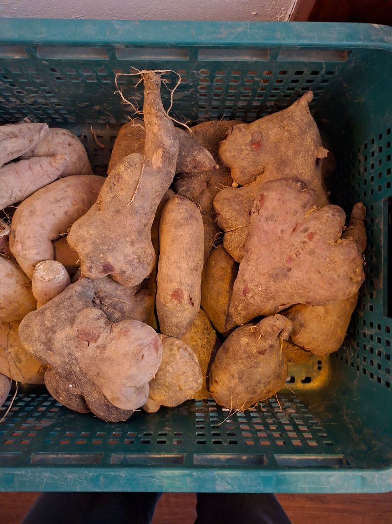 김중언님의 장터 구매 후기 썸네일