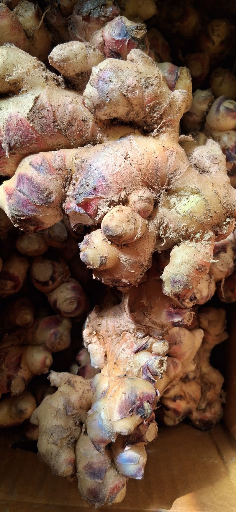 낙엽교목류14944님의 장터 구매 후기 썸네일