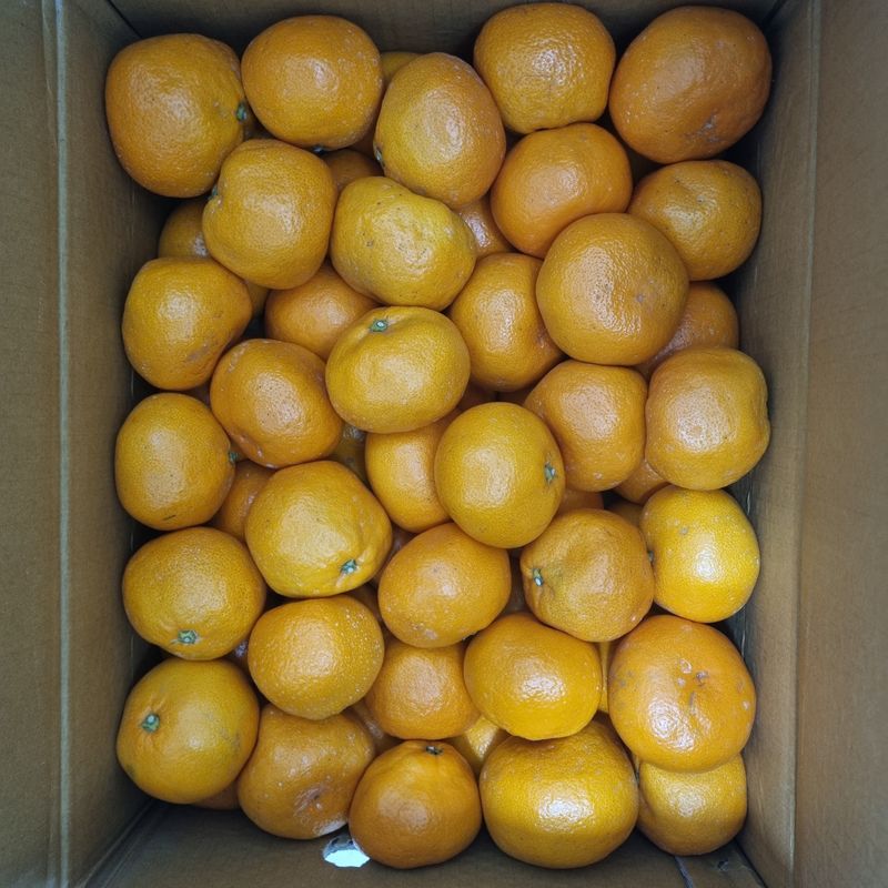 단엽중투호님의 장터 구매 후기 썸네일