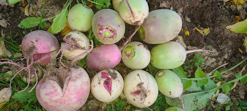 박영화님의 장터 구매 후기 썸네일