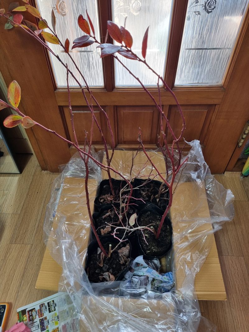 논산푸른팜님의 장터 구매 후기 썸네일