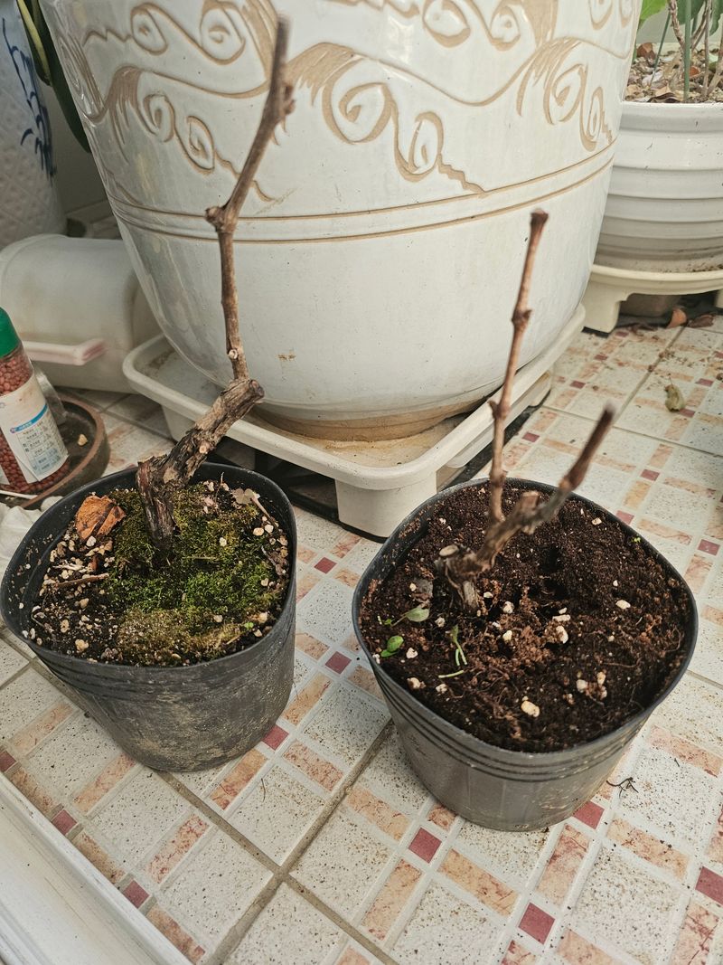 한규성님의 장터 구매 후기 썸네일