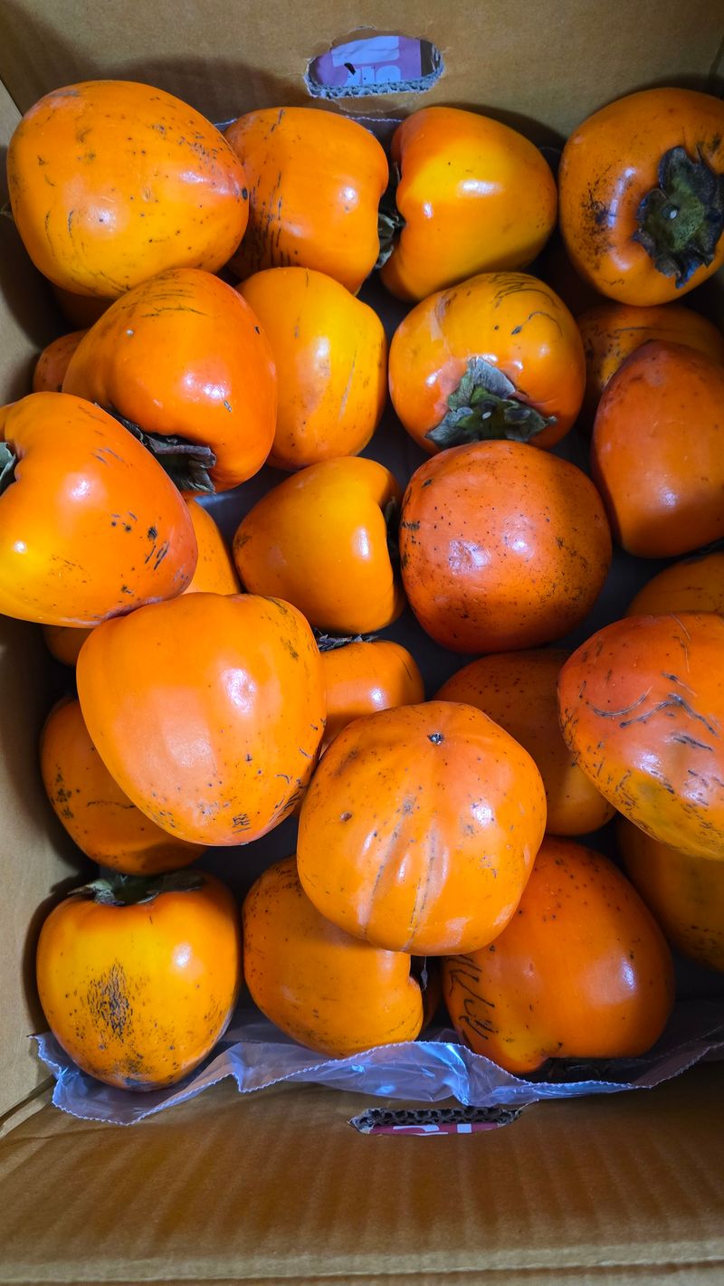 심일봉님의 장터 구매 후기 썸네일