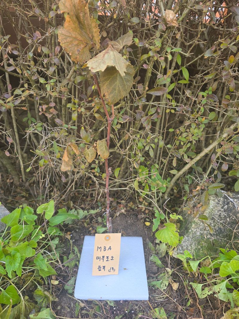 달맛햇복숭아농원님의 장터 구매 후기 썸네일