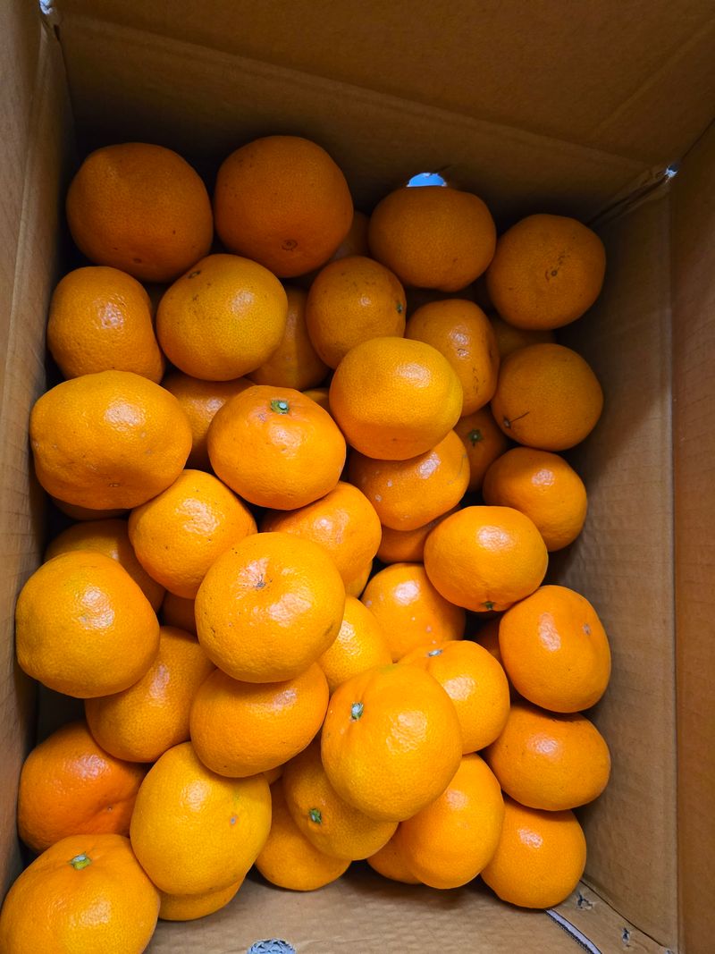 153포포묘목 농장님의 장터 구매 후기 썸네일