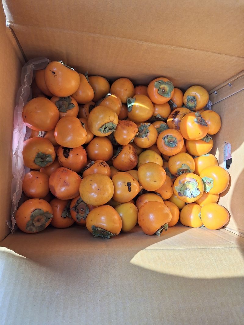 김용환님의 장터 구매 후기 썸네일